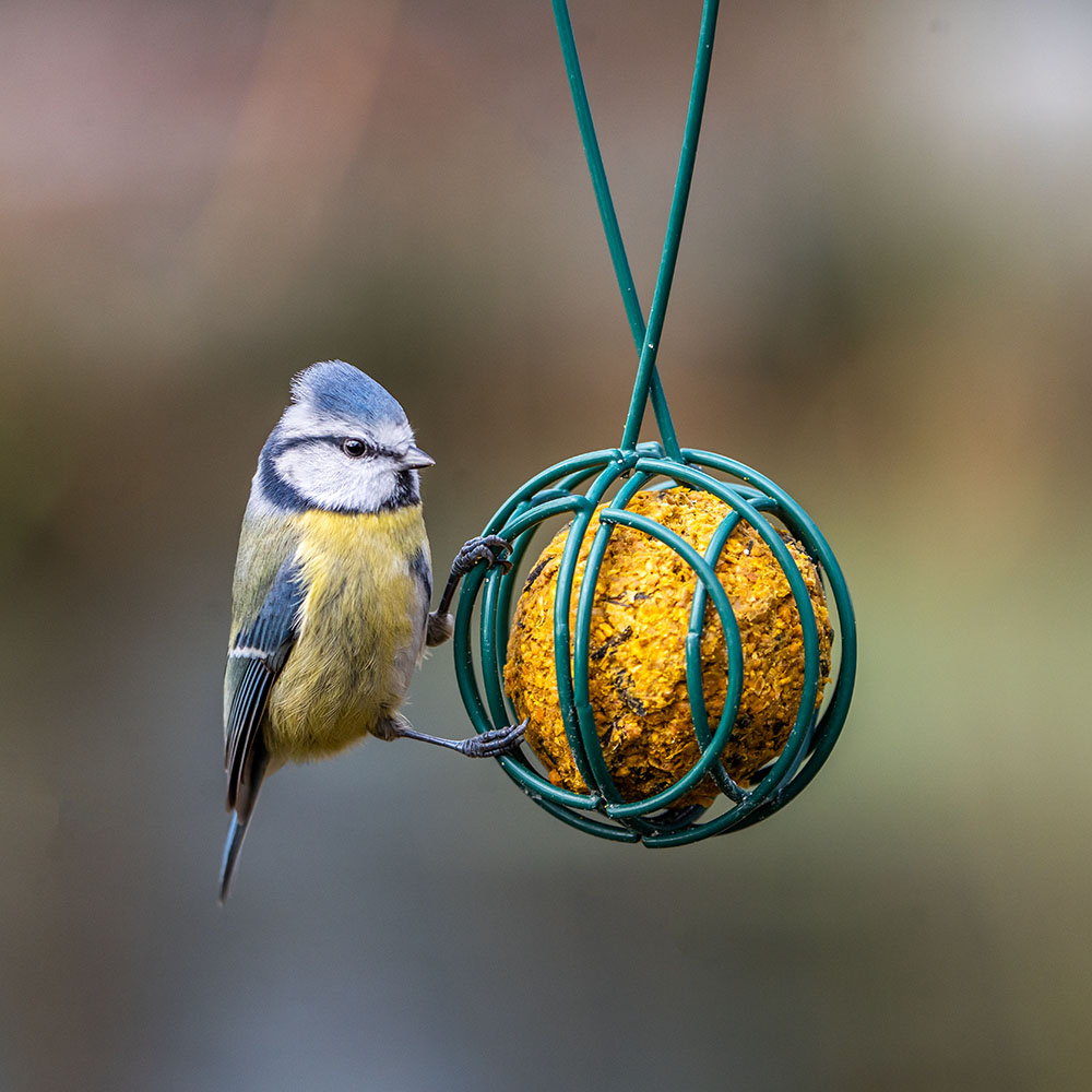 Bio-Meisenknödel - 6 Stück | Vogelfutter | CJ Wildlife